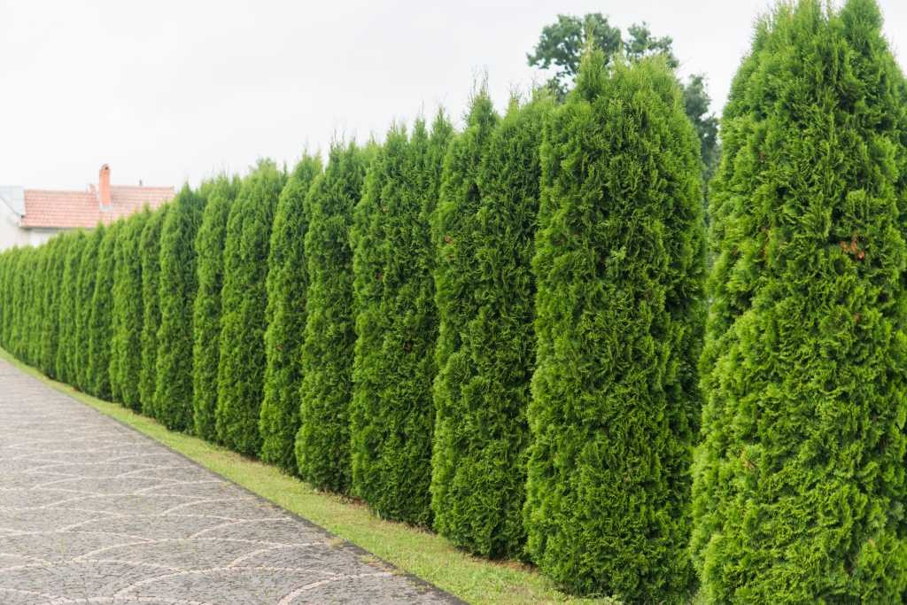 Garten, Zaun-Aufbau arbeiten, Renovierungsarbeiten & mehr